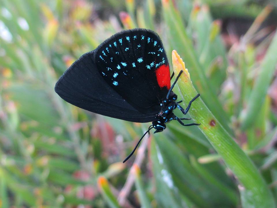 Atala butterfly