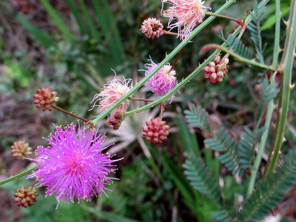 Catclaw Mimosa