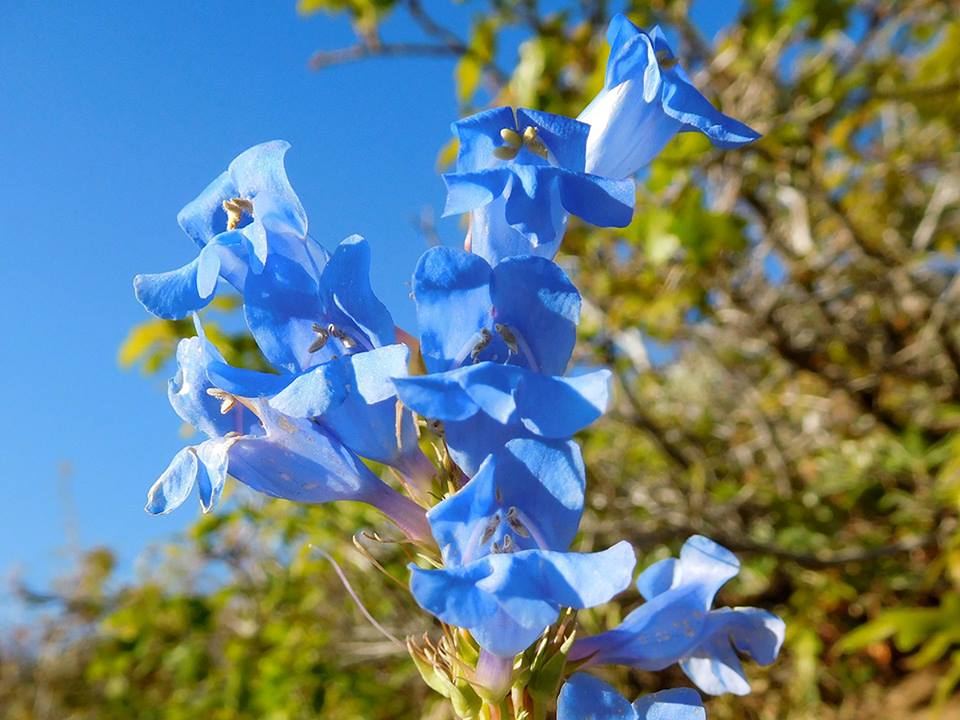 Wasatch Penstemon